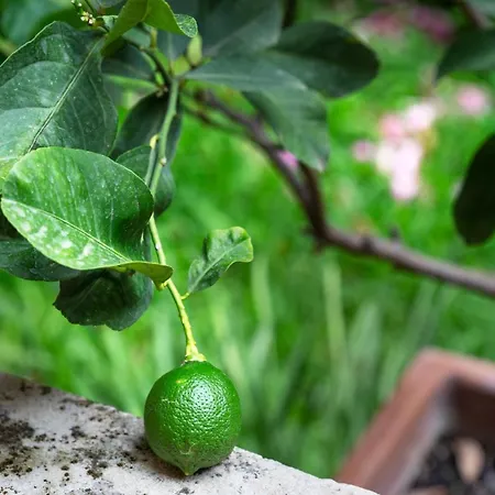 Garden In Private On Via Liberta Palermo